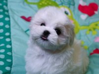 KOREA MALTESE YAVRULARIMIZ