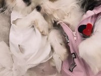 En küçük morkie bebekleri
