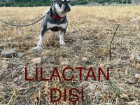 Renk Renk Yetişin French Bulldog Köpekler