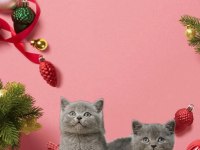 Sevimli British shorthair kedisib
