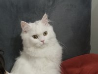 British Longhair 8 Aylık Dişi