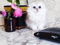 Scottish fold prenses