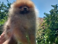 Pomeranian boo beyaz ve orange yavrular