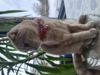 Ücretsiz sahiplendirilecek scottish fold