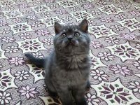British shorthair kediler