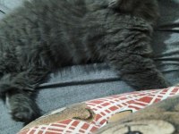3 aylık erkek british longhair