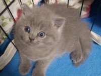 40 günlük orjinal gri british shorthair