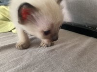Tapınak bekçisi siyam kedisi bebekler