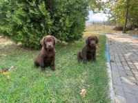 MÜKEMMEL KALİTEDE LABRADOR YAVRULAR