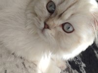 Yetişkin dişi british shorthair kısır değildir