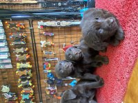 Burkemden en güzel dost Labrador retriever