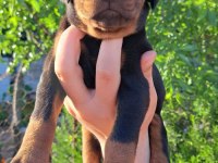 A Kalite King Doberman Yavrular