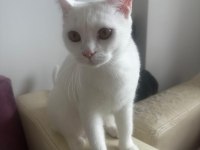 CİNS KEDİLER