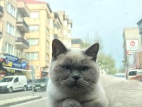 KEDİMİZİ ÇİFTLEŞTİRME