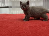British Lilac ve beyaz mavi göz kedimiz