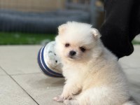 MANİSA POMERANİAN ERKEK YAVRULAR TEDDY BEAR