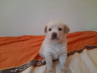Albino Dişi Golden Retriever