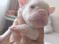 50 GÜNLÜK FRANSIZ BULLDOG YAVRULARIMIZ