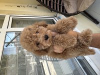 DİŞİ TOY POODLE YAVRULARIMIZ