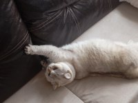 BRİTİSH SHORTHAİR KEDİMİZ