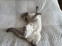 BRİTİSH SHORTHAİR BLUEPOİNT KEDİMİZ