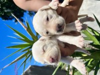 Labrador Yavruları A kalite Tüm İllere Gönderim