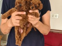 Kore kan teacup poodle yavrular
