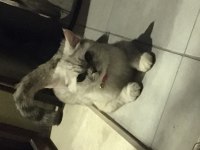 Tahmini iki yaşında erkek british shorthair
