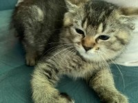 British shorthair golden