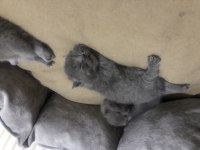 British shorthair miniklerimi güzel bir yuva arıyorum