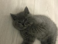 British Longhair yavruş sahiplendirme