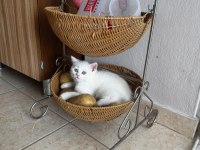 Beyaz british shorthair yavrularımız