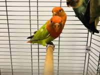 Mutasyon Sevda Papağanı Yavruları
