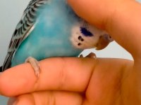 2 Aylık sevimli muhabbet kuşu yavruları