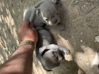 Orjinal a kalite erkek aşılı french buldog yavrular
