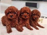 Poodle Bebeklerimiz