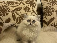 yavrumuz 08.08.2023 dişi british longhair iç-dış