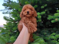 Toypoodle Yavrularımız