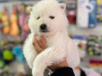 SAFKAN SAMOYED YAVRULARI