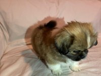 Nadir karamel renk shih tzu kızımız