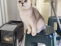 Scottish fold prenses evimizin