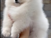 Sevimli pomeranian boo
