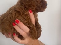 Toy poodle yavruları