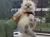 2 Aylık British Shorthair Bebekler