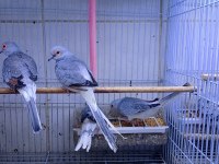Minyatür kumru