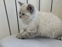 2 aylık erkek yavru kedimiz