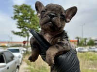 Egzotik french bulldog