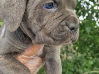 Irk ve sağlık garantili CANE CORSO yavrular