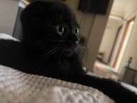 Scottish Fold