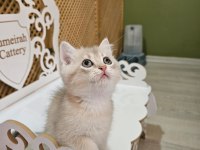 2 AYLIK BRİTİSH LONGHAİR YAVRULARIMIZ